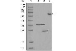 Western blot analysis using CD33 mouse mAb against truncated Trx-CD33 recombinant protein (1),truncated CD33 (aa48-258)-His recombinant protein (2) and truncated CD33 (aa18-259)-hIgGFc transfected CHO-K1 cell lysate (3). (CD33 antibody)