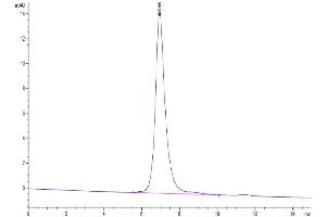The purity of Biotinylated Human ITGAV&ITGB6 is greater than 95 % as determined by SEC-HPLC. (ITGAV/ITGB6 Protein (AA 31-992) (His-Avi Tag,Biotin))