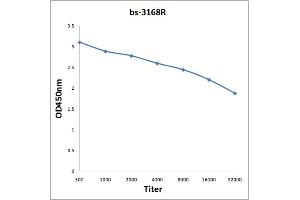 Antigen: 0. (Glucocorticoid Receptor antibody  (pSer211))