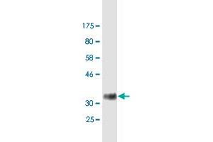 Western Blot detection against Immunogen (35. (SRSF3 antibody  (AA 1-85))