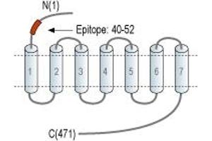5-Hydroxytryptamine (serotonin) Receptor 2A (HTR2A) peptide
