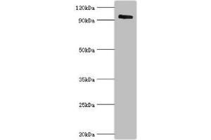 Western blot All lanes: Calpain-3 antibody at 5 μg/mL + Mouse brain tissue Secondary Goat polyclonal to rabbit IgG at 1/10000 dilution Predicted band size: 95, 85, 94, 36, 19 kDa Observed band size: 95 kDa (Calpain 3 antibody  (AA 582-821))