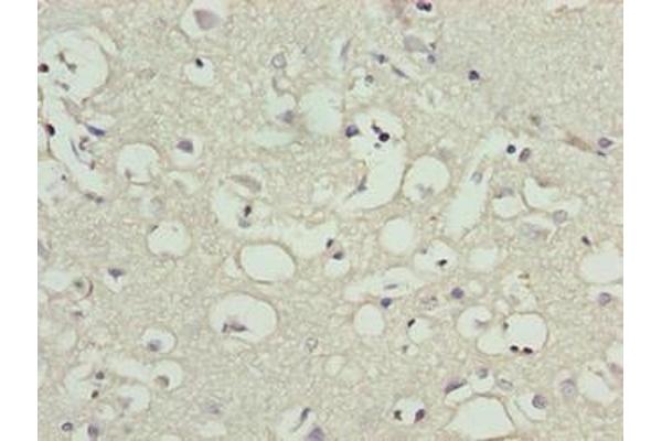 CNIH3 antibody  (AA 94-138)