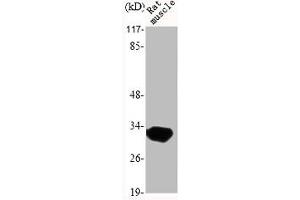 Western Blot analysis of RAT-MUSCLE cells using MyD88 Polyclonal Antibody