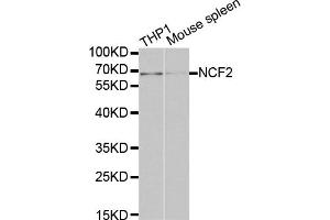 Western blot analysis of extracts of various cell lines, using NCF2 antibody (ABIN5970524) at 1/1000 dilution. (NCF2 antibody)