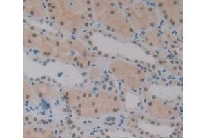 #VALUE! (Exonuclease 1 antibody  (AA 1-250))
