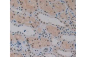 #VALUE! (Exonuclease 1 antibody  (AA 1-250))