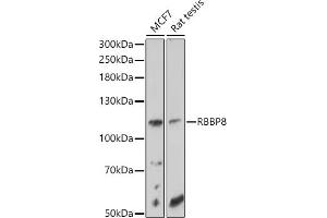 Western blot analysis of extracts of various cell lines, using RBBP8 antibody (ABIN6127724, ABIN6146750, ABIN6146751 and ABIN6214357) at 1:1000 dilution. (Retinoblastoma Binding Protein 8 antibody  (AA 1-300))