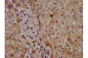 IHC image of ABIN7162391 diluted at 1:300 and staining in paraffin-embedded human liver tissue performed on a Leica BondTM system. (CPOX antibody  (AA 19-149))