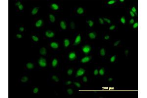 Immunofluorescence of monoclonal antibody to CREB5 on HeLa cell. (CREB5 antibody  (AA 1-99))