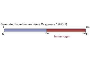 Image no. 4 for anti-Heme Oxygenase (Decycling) 1 (HMOX1) (AA 150-286) antibody (ABIN968130) (HMOX1 antibody  (AA 150-286))