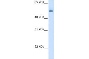 Western Blotting (WB) image for anti-Argininosuccinate Lyase (ASL) antibody (ABIN2462448) (ASL antibody)