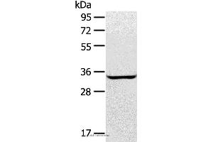 Western blot analysis of A172 cell, using STX2 Polyclonal Antibody at dilution of 1:400