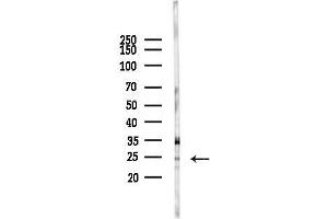 anti-Neuromedin S (NMS) (C-Term) antibody