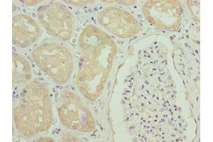 Immunohistochemistry of paraffin-embedded human kidney tissue using ABIN7154064 at dilution of 1:100 (GGTLC1 antibody  (AA 1-225))