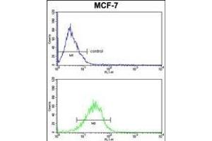 mouse BID Antibody (S61) (ABIN388100 and ABIN2846184) FC analysis of MCF-7 cells (bottom histogram) compared to a negative control (top histogram). (BID antibody  (AA 39-68))