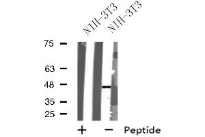 Western blot analysis of extracts from NIH-3T3 cells, using GPR173 antibody. (GPR173 antibody  (Internal Region))