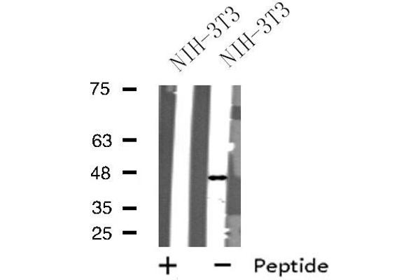 GPR173 antibody  (Internal Region)