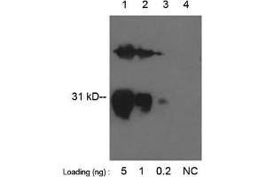 Lane 1-3: GST fusion protein in E. (HA-Tag antibody)