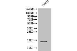 Western Blot Positive WB detected in: Mouse heart tissue All lanes: Cxcl5 antibody at 2 μg/mL Secondary Goat polyclonal to rabbit IgG at 1/50000 dilution Predicted band size: 15 kDa Observed band size: 15 kDa (CXCL5 antibody  (AA 46-117))