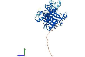AlphaFold protein structure predicition of Human Recombinant RPF1 Protein, UniprotID Q9H9Y2 (RPF1 Protein (AA 1-349) (His tag))