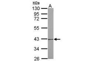 Image no. 1 for anti-Proteasome (Prosome, Macropain) 26S Subunit, Non-ATPase, 7 (PSMD7) (AA 47-324) antibody (ABIN1500489) (PSMD7 antibody  (AA 47-324))