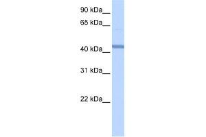 WB Suggested Anti-RBM22 Antibody Titration:  0. (RBM22 antibody  (Middle Region))