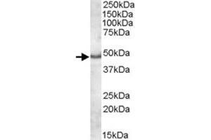 APOL5 polyclonal antibody  (1 ug/mL) staining of human frontal cortex lysate (35 ug protein in RIPA buffer).