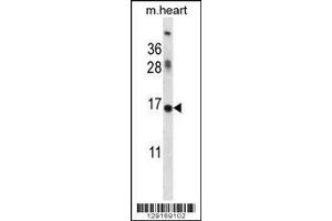 ID1 antibody western blot analysis in mouse heart tissue lysate (ID1 antibody  (AA 66-93))