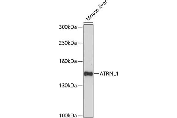 ATRNL1 anticorps  (AA 53-160)