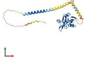 AlphaFold protein structure predicition of Mouse Recombinant Klra8 Protein, UniprotID Q60682 (KLRA8 Protein (AA 1-266) (His tag))