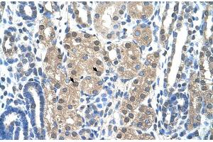 Human kidney (GZMH antibody  (N-Term))