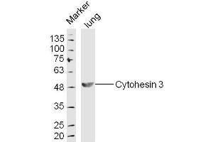 Lung lysates probed with Cytohesin 3 Polyclonal Antibody, Unconjugated  at 1:300 dilution and 4˚C overnight incubation.