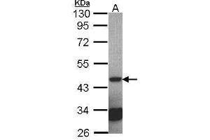 WB Image Sample (30 ug of whole cell lysate) A: NT2D1 10% SDS PAGE antibody diluted at 1:2000