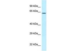 Image no. 1 for anti-Chaperonin Containing TCP1, Subunit 3 (Gamma) (CCT3) (C-Term) antibody (ABIN6747885) (CCT3 antibody  (C-Term))