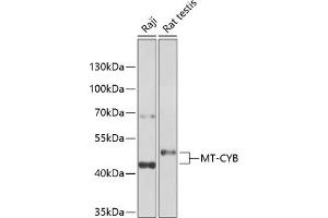 Western blot analysis of extracts of various cell lines, using MT-CYB antibody (ABIN6135110, ABIN6144105, ABIN6144106 and ABIN6225085) at 1:1000 dilution. (Cytochrome b antibody  (AA 1-100))