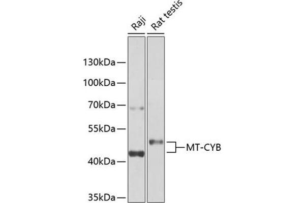 Cytochrome b antibody  (AA 1-100)