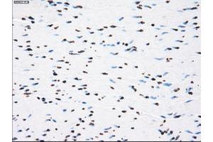 Image no. 8 for anti-P450 (Cytochrome) Oxidoreductase (POR) antibody (ABIN1497746) (POR antibody)