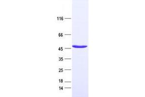 Validation with Western Blot (SULT2B1 Protein (DYKDDDDK Tag))