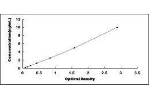 Protocadherin beta 16 (PCDHB16) ELISA Kit