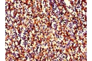 Immunohistochemistry (IHC) image for anti-Major Histocompatibility Complex, Class I, B (HLA-B) (AA 25-308) antibody (Biotin) (ABIN7155622)