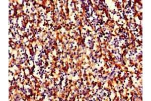 Immunohistochemistry of paraffin-embedded human spleen tissue using ABIN7155622 at dilution of 1:100 (HLA-B antibody  (AA 25-308) (Biotin))
