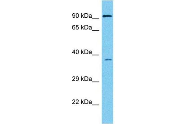 HEY1 antibody  (C-Term)