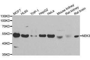 Western blot analysis of extracts of various cell lines, using NEK3 antibody. (NEK3 antibody  (AA 267-506))