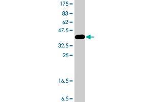 Western Blot detection against Immunogen (37. (DDO antibody  (AA 270-369))