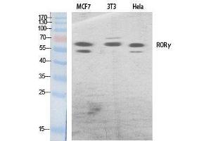 Western Blot analysis of various cells using RORC Polyclonal Antibody at dilution of 1:500. (RORC antibody)