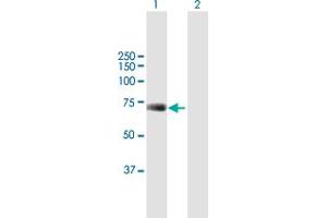 Western Blot analysis of UBP1 expression in transfected 293T cell line by UBP1 MaxPab polyclonal antibody. (UBP1 antibody  (AA 1-540))