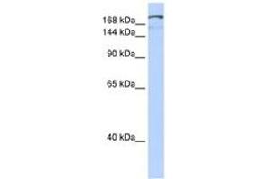 Image no. 1 for anti-Nuclear Factor of Activated T-Cells 5, Tonicity-Responsive (NFAT5) (C-Term) antibody (ABIN6742810)