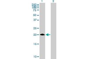 Western Blot analysis of MED30 expression in transfected 293T cell line by MED30 MaxPab polyclonal antibody. (MED30 antibody  (AA 1-178))
