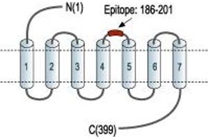 Representative domain view of the target of ABIN7884790.